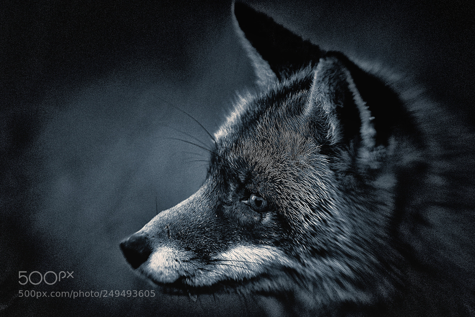 Sony a7R III sample photo. Fox (v-3-4) : soft-night photography