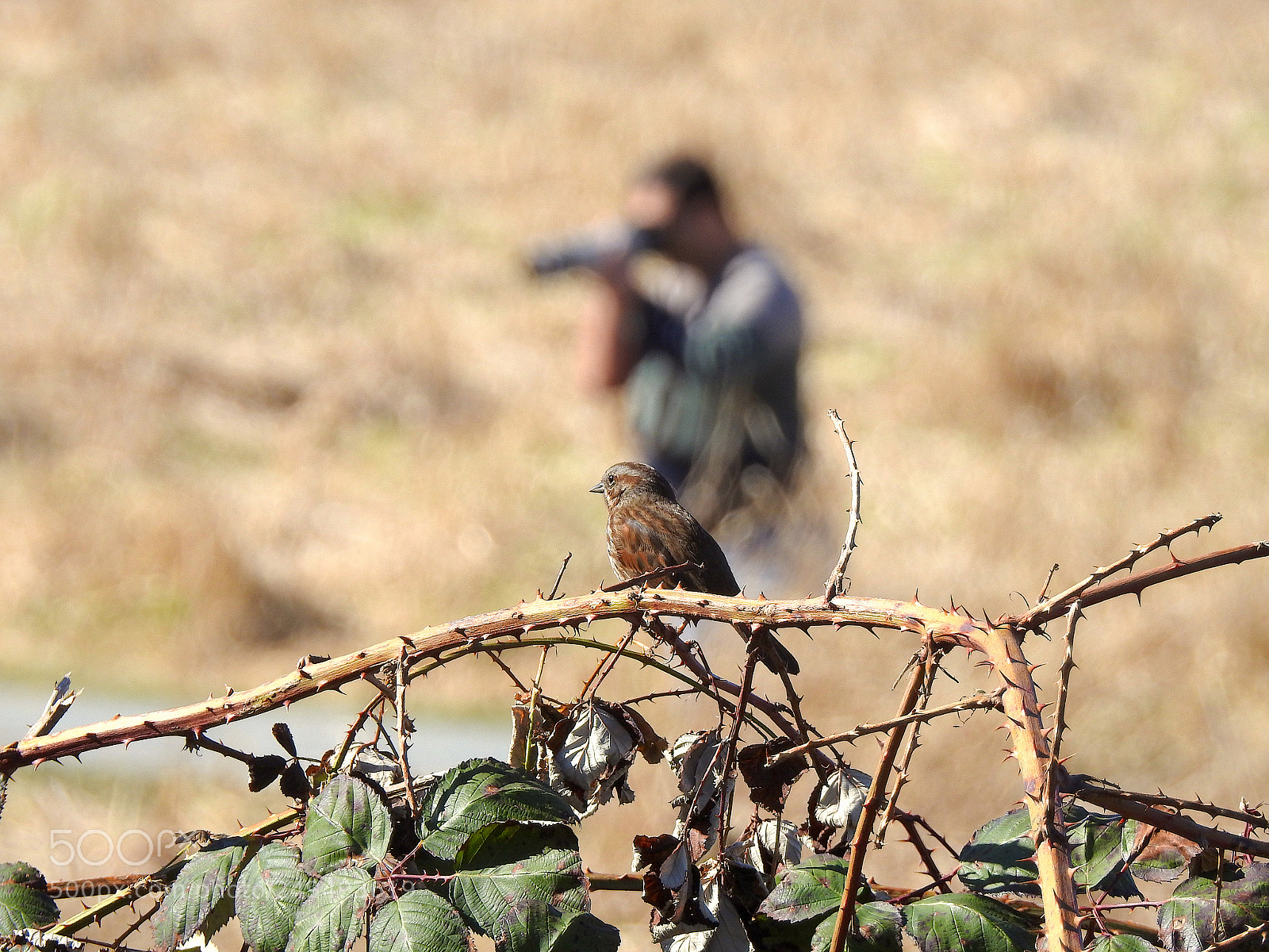 Nikon Coolpix P900 sample photo. Song sparrow photography