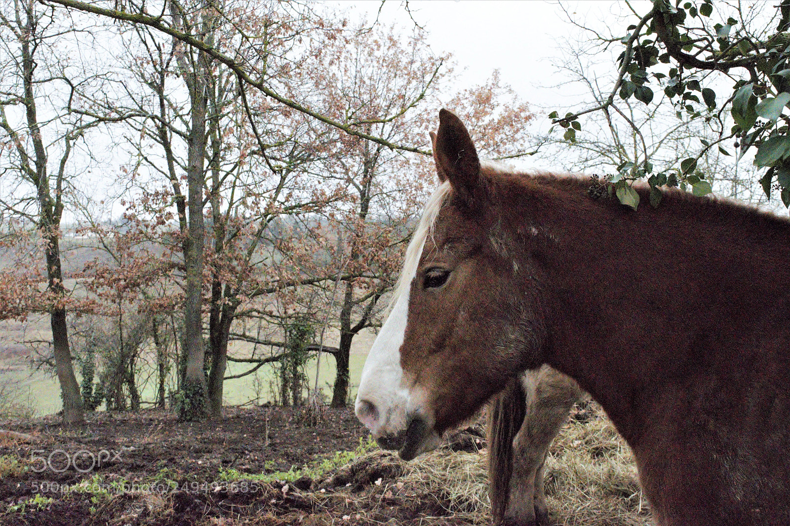 Nikon D3300 sample photo. Winter in the soft photography
