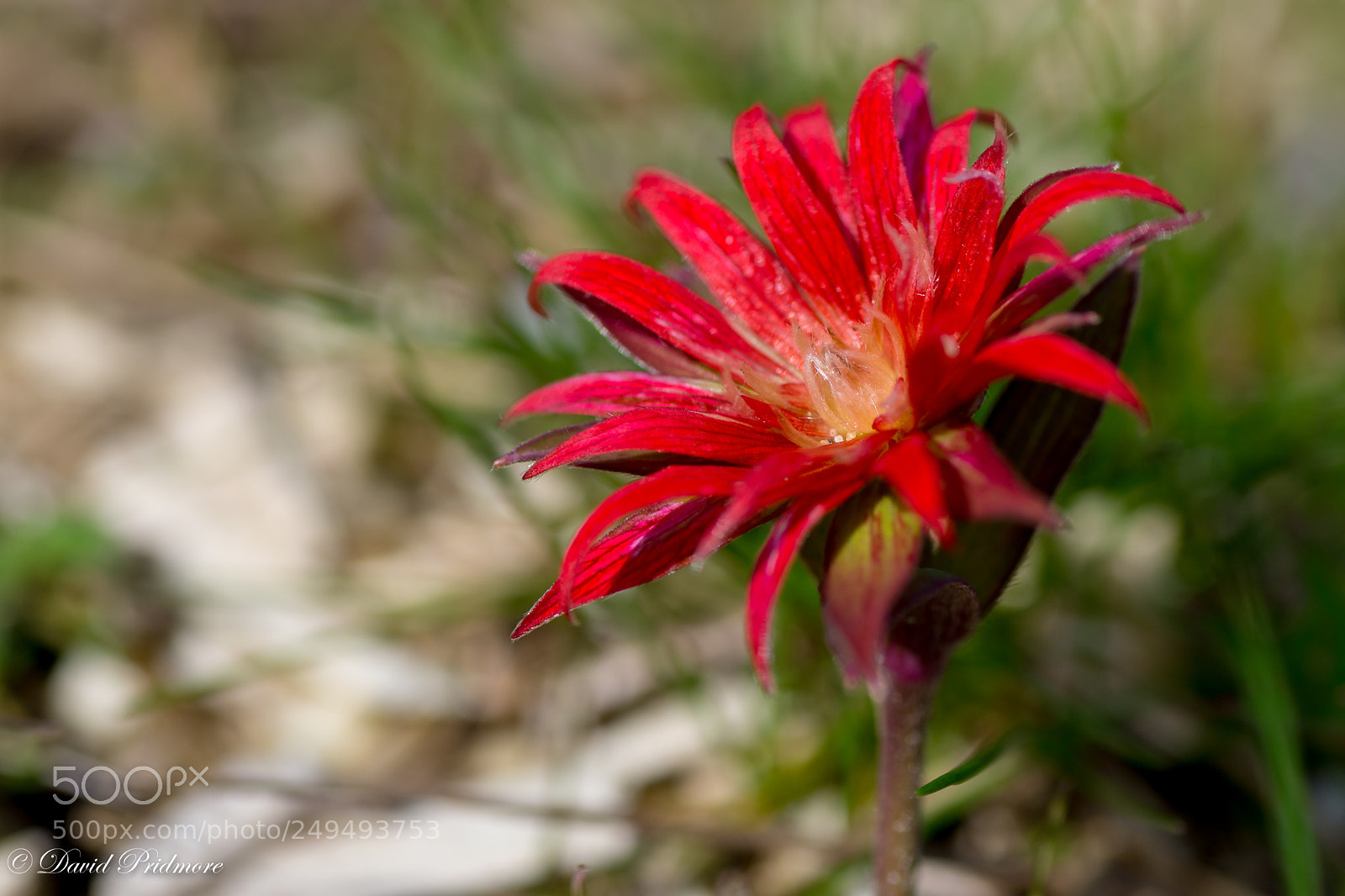 Nikon D7200 sample photo. Red photography