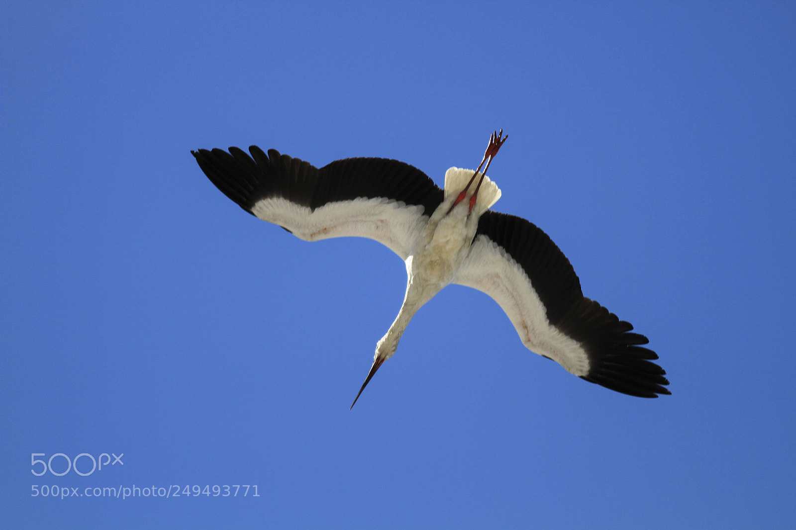 Canon EOS 7D sample photo. 东方大白鹳white stork photography