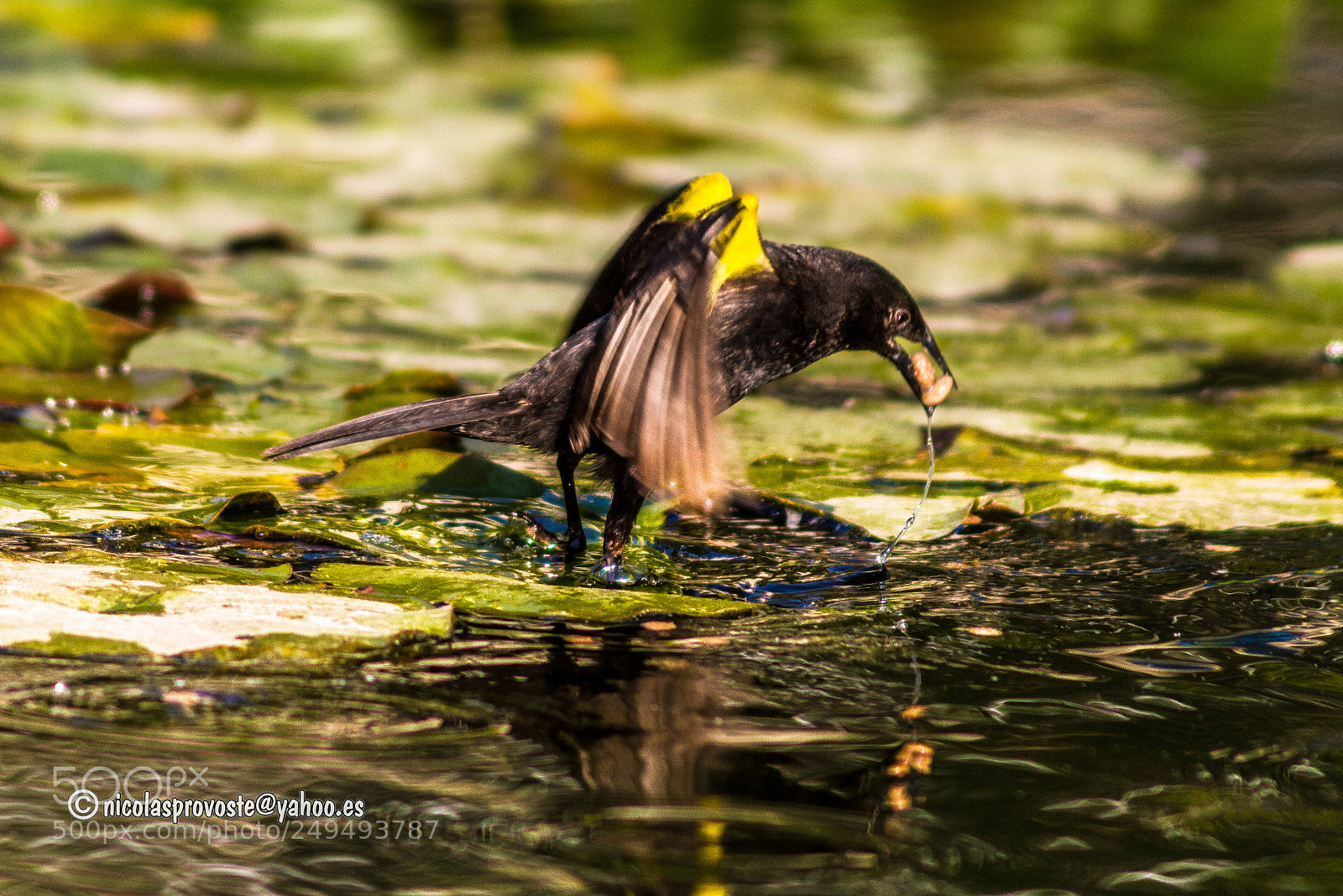 Canon EOS 7D sample photo. Trile comiendo photography