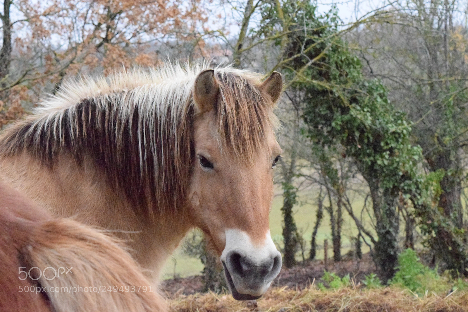 Nikon D3300 sample photo. Winter in the soft photography
