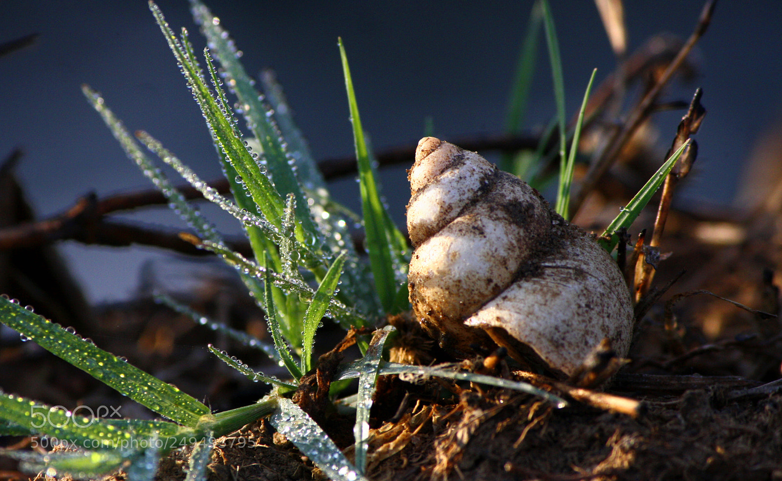 Canon EOS 1000D (EOS Digital Rebel XS / EOS Kiss F) sample photo. Shell natural habitat dehradun photography