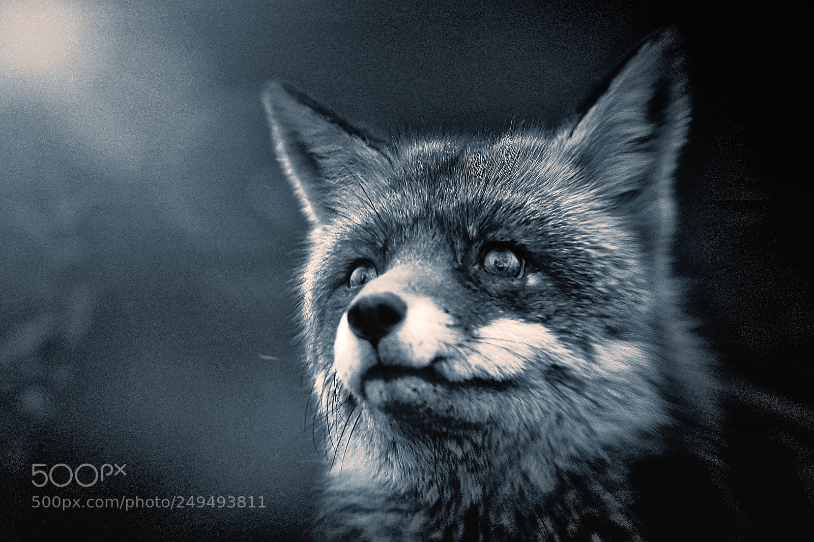 Sony a7R III sample photo. Fox (v-3-4) : soft-night photography