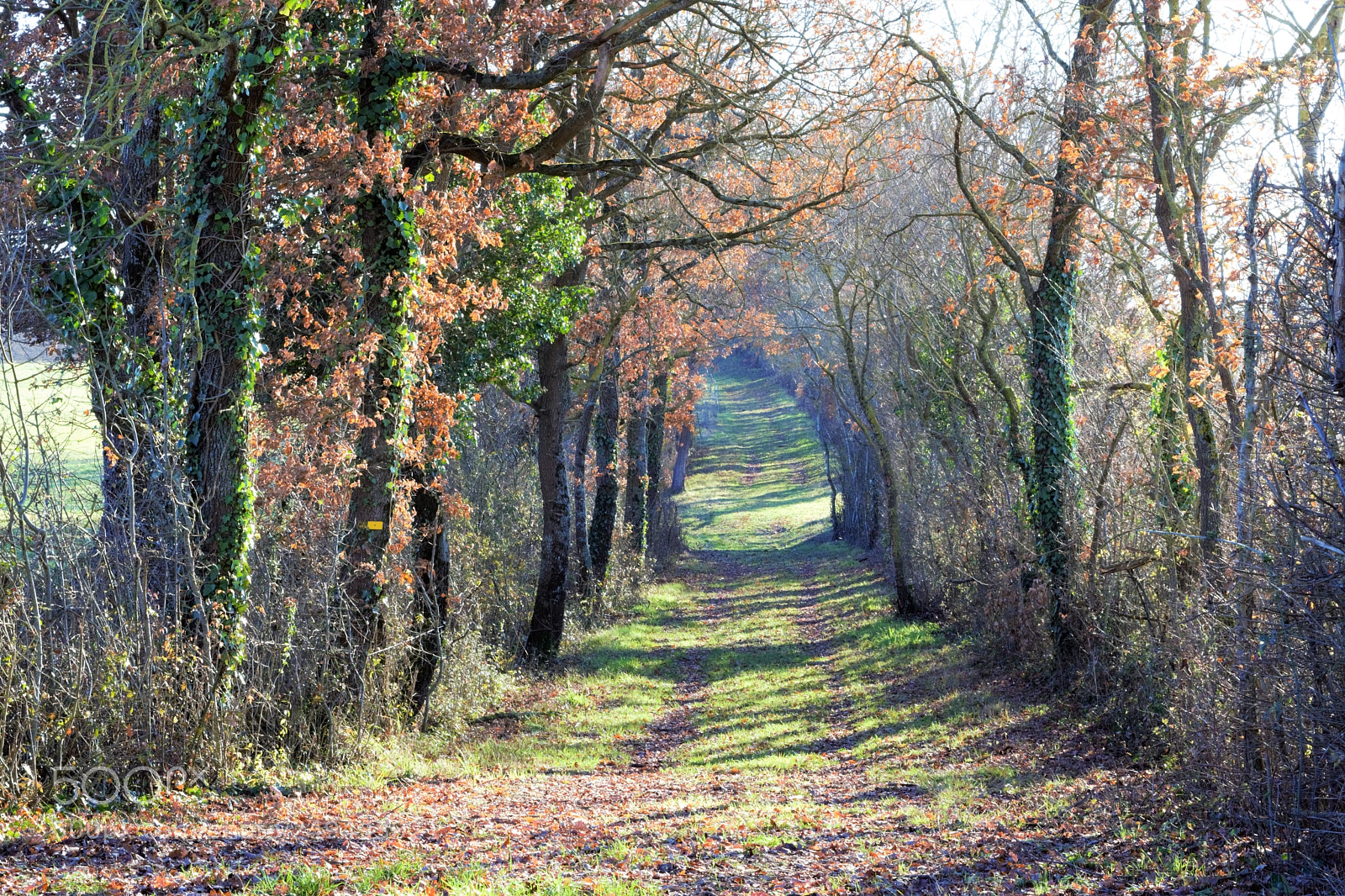 Nikon D3300 sample photo. Winter in the soft photography