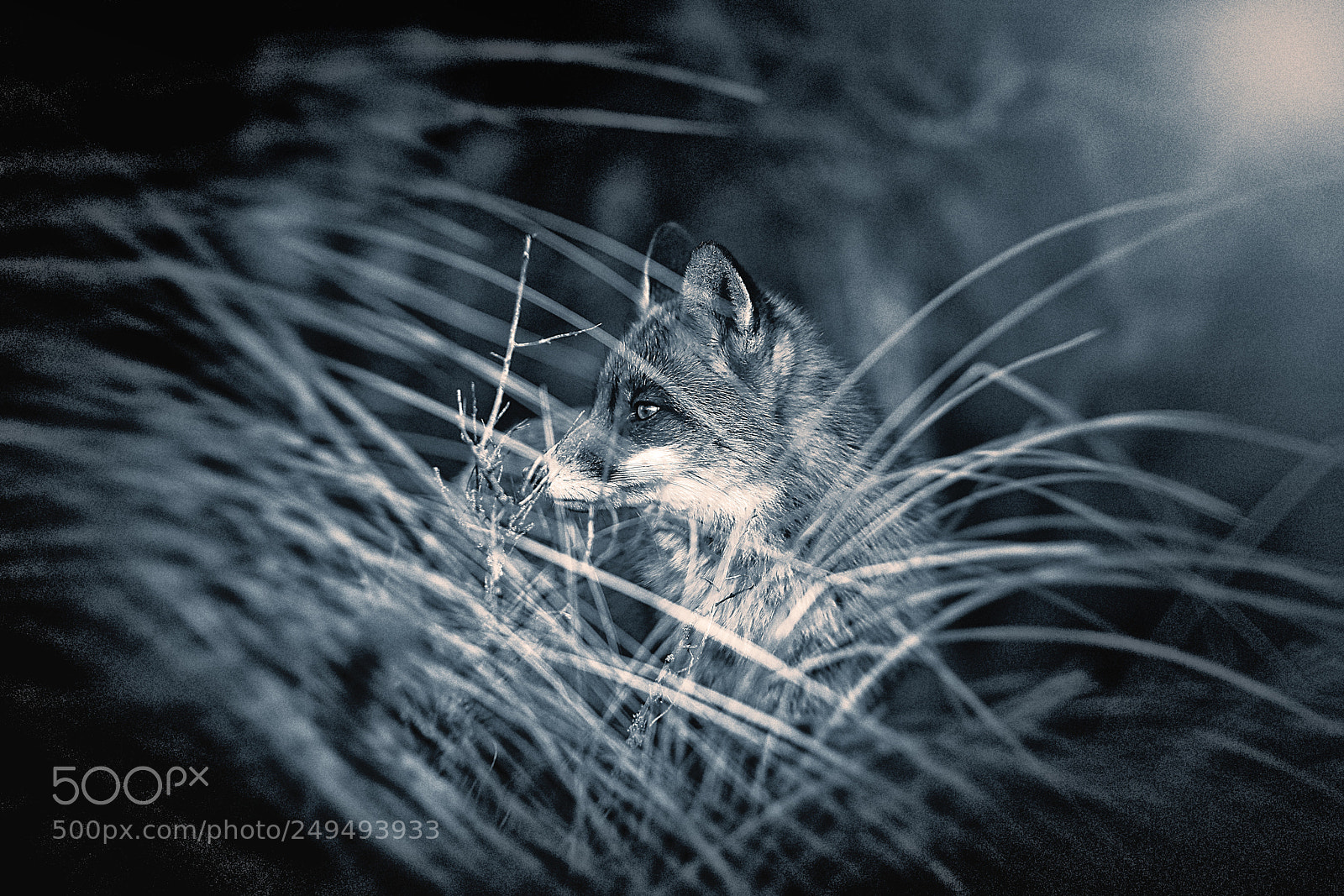 Sony a7R III sample photo. Fox (v-3-4) : soft-night photography