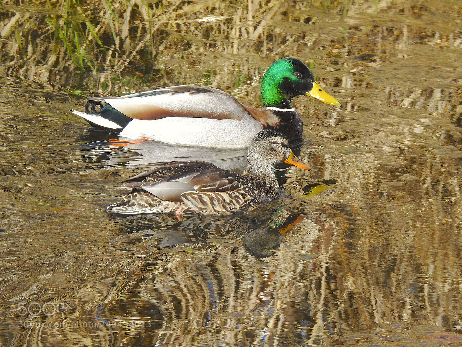 Nikon Coolpix P900 sample photo. Mallard photography