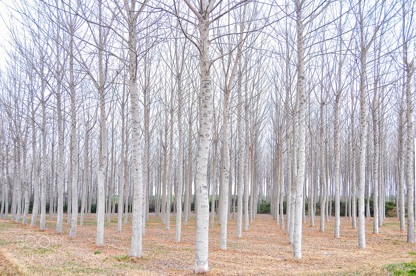 Nikon D300 sample photo. Untitled photography