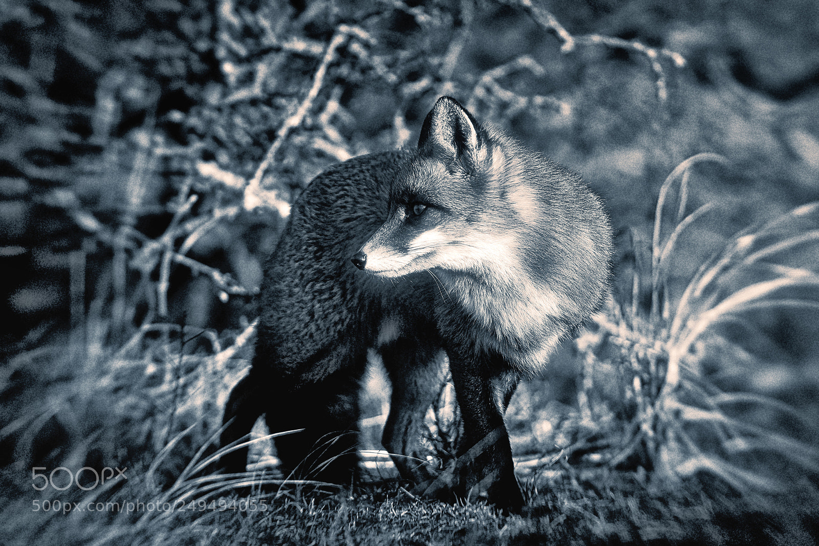 Sony a7R III sample photo. Fox (v-3-4) : soft-night photography