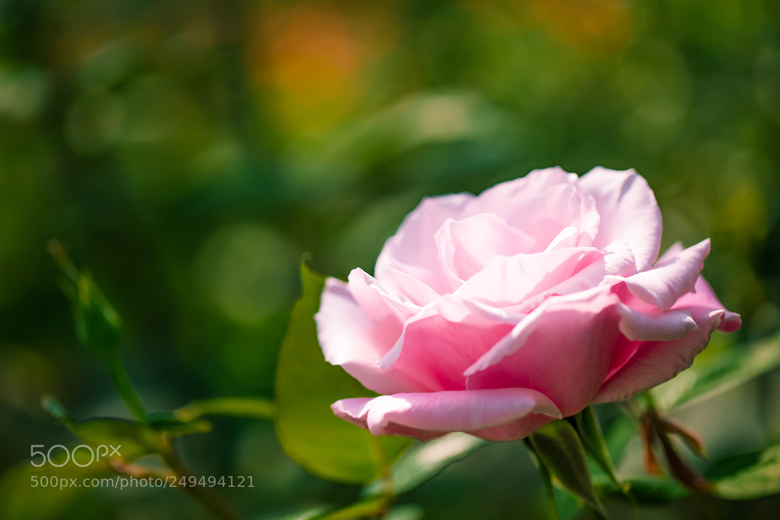 Canon EOS 5D Mark IV sample photo. Softy photography