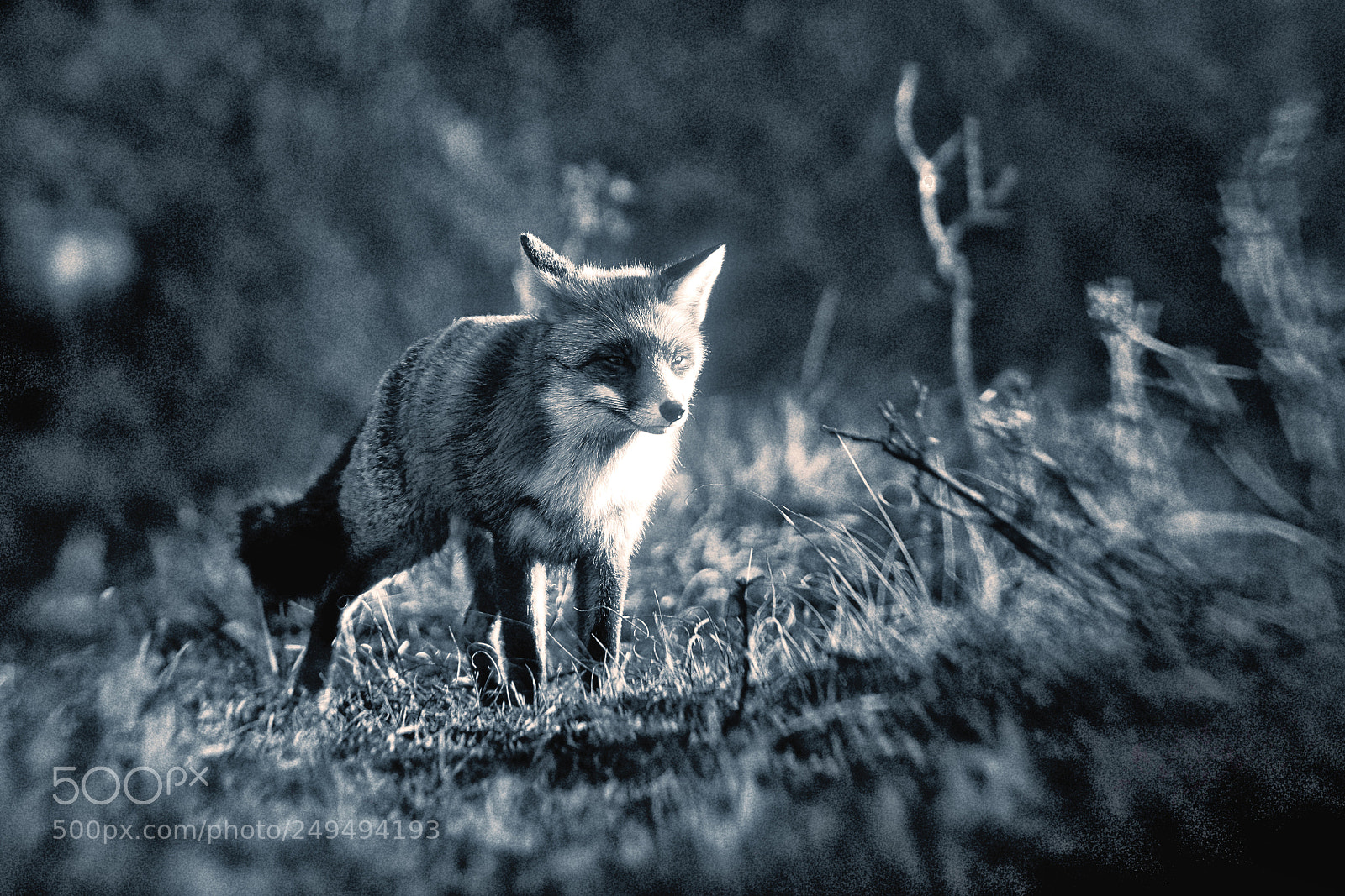 Sony a7R III sample photo. Fox (v-3-4) : soft-night photography