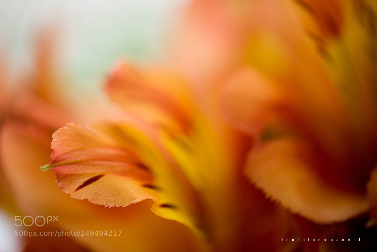 Sony a7R sample photo. Untitled photography