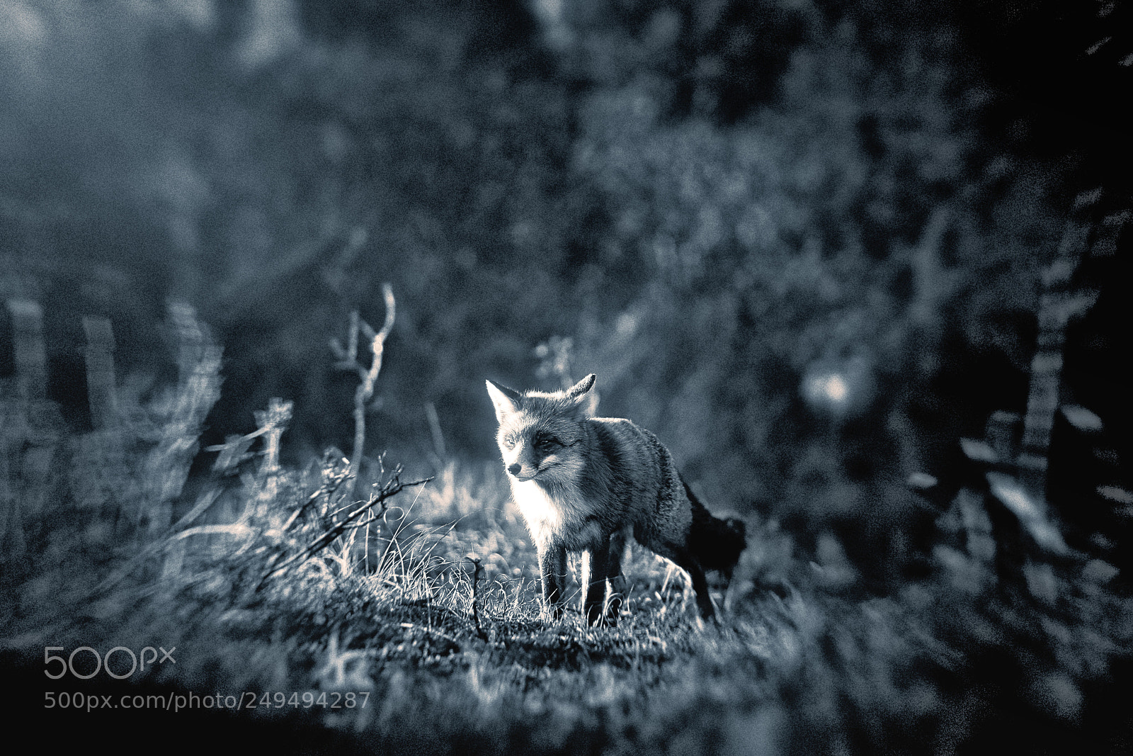 Sony a7R III sample photo. Fox (v-3-4) : soft-night photography