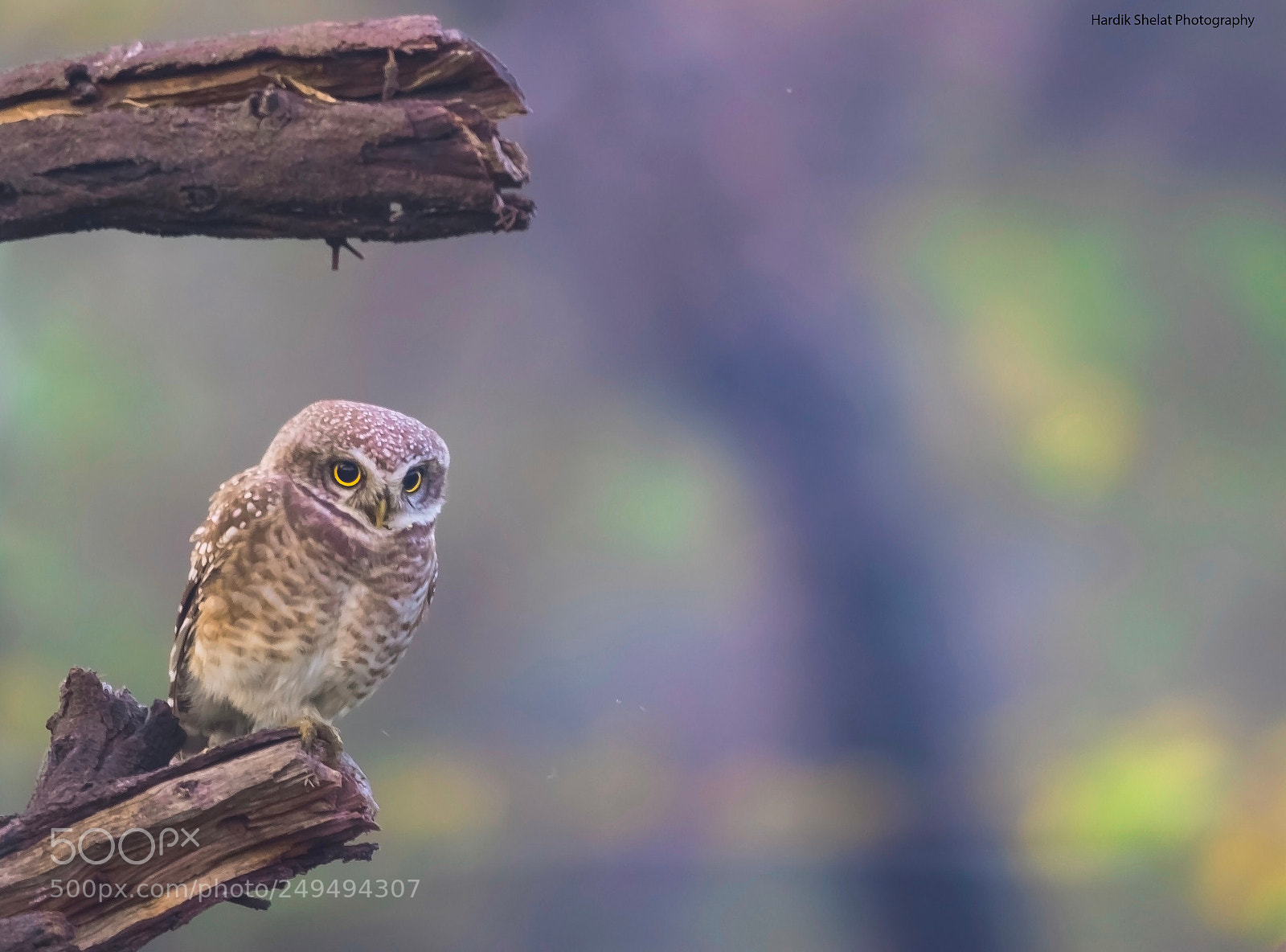 Canon EOS 7D Mark II sample photo. Spotted owlet photography