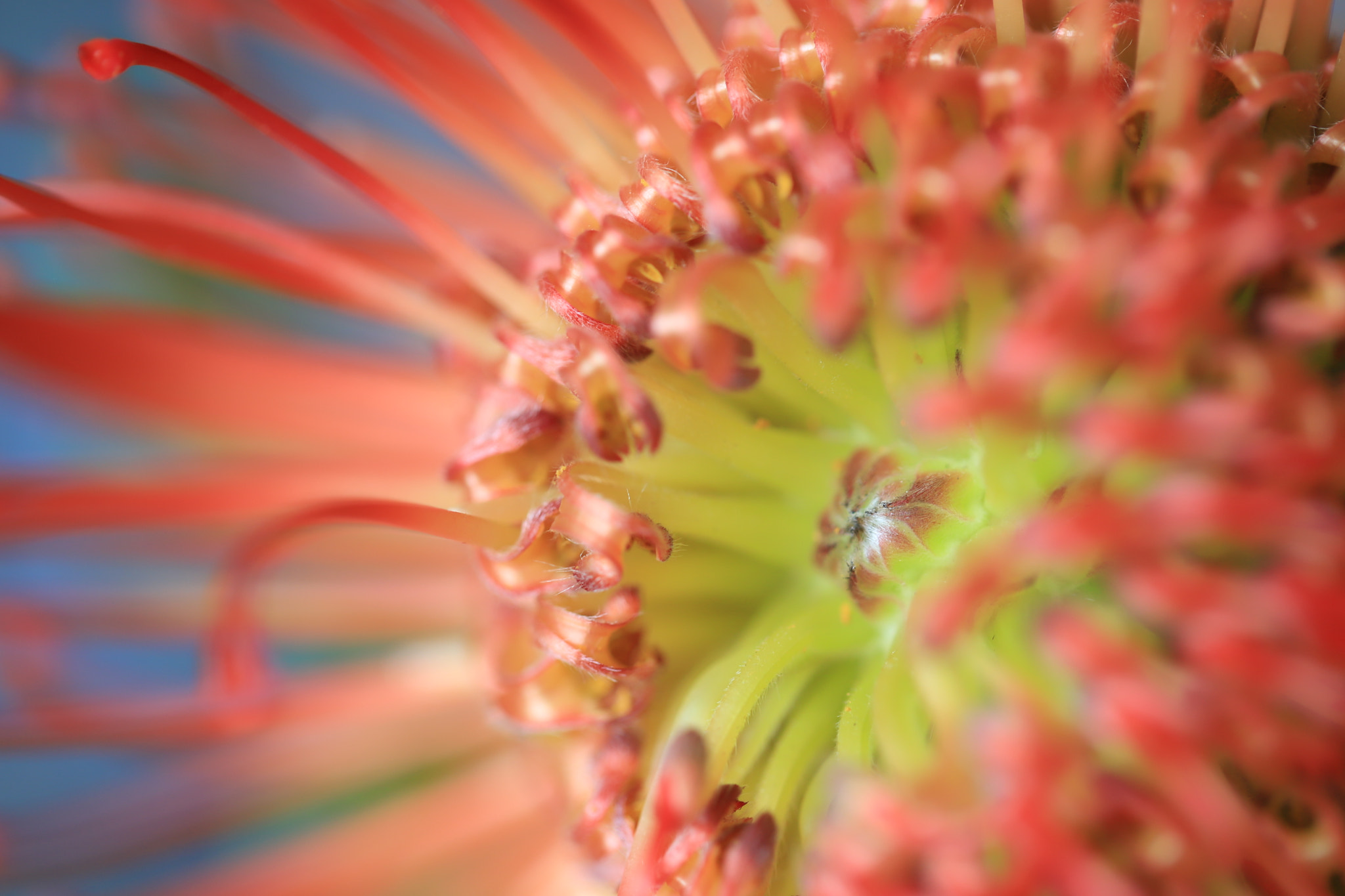 Canon EF 100mm F2.8L Macro IS USM sample photo. Green center photography