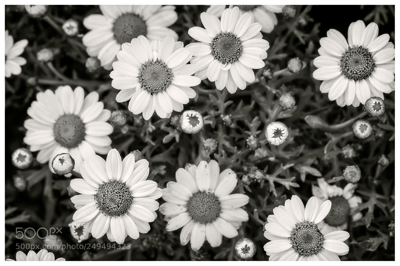 Canon EOS 650D (EOS Rebel T4i / EOS Kiss X6i) sample photo. Daisies photography
