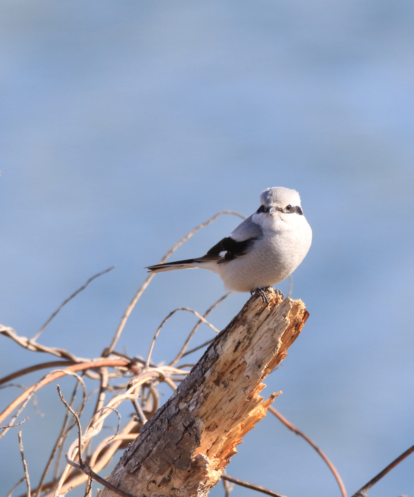 Canon EOS 7D Mark II sample photo. オオモズ great grey shrike photography