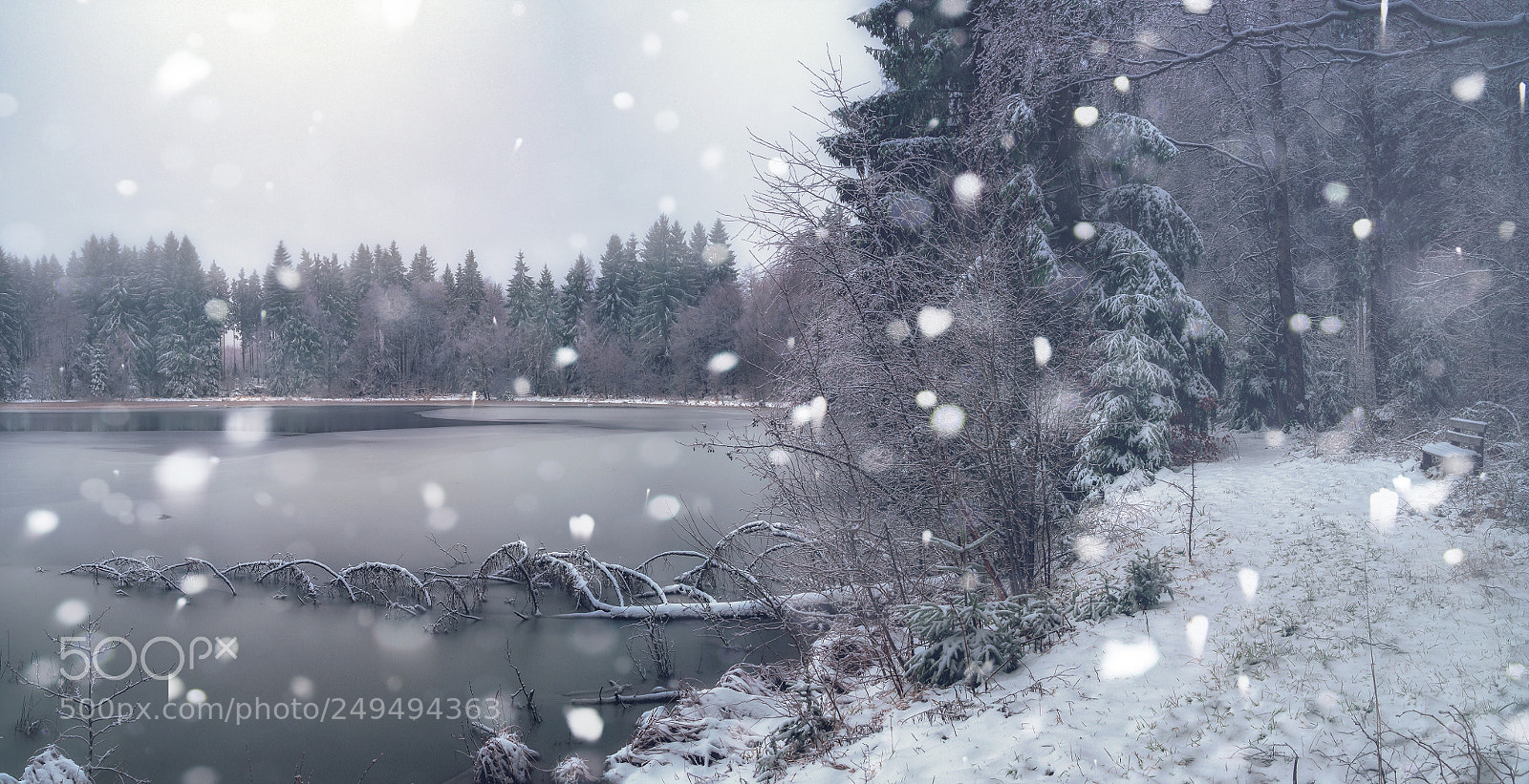 Nikon D810 sample photo. Winter is fighting again photography