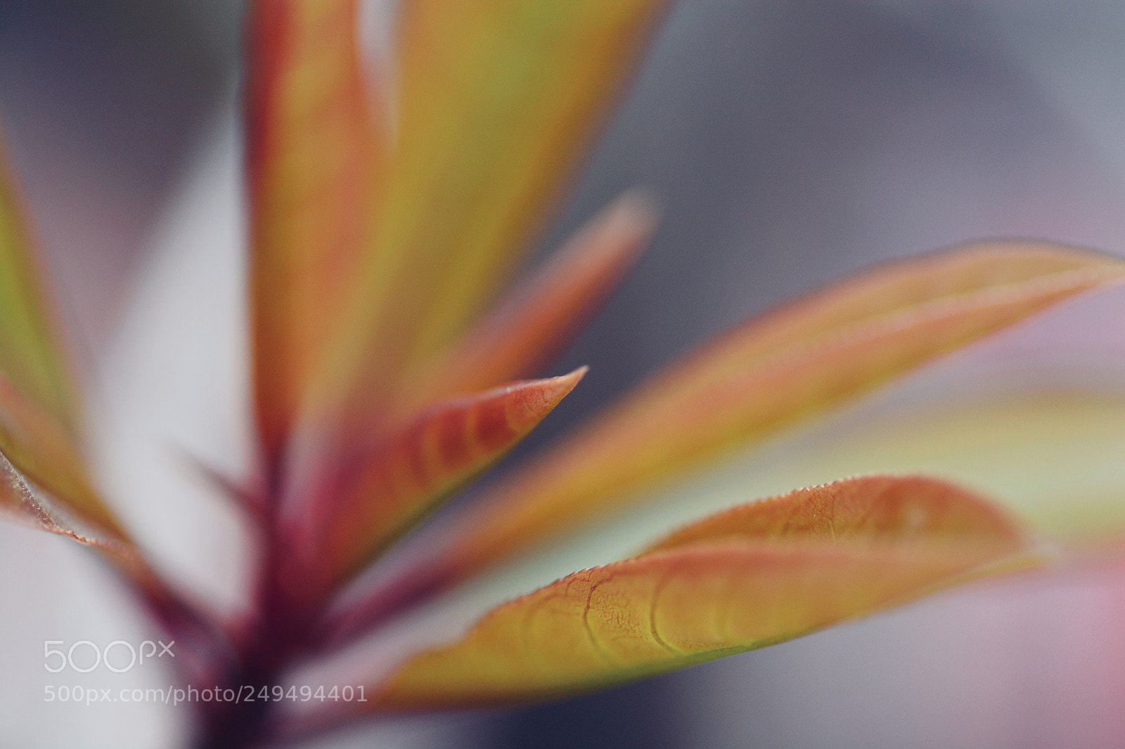 Nikon D7100 sample photo. Untitled photography