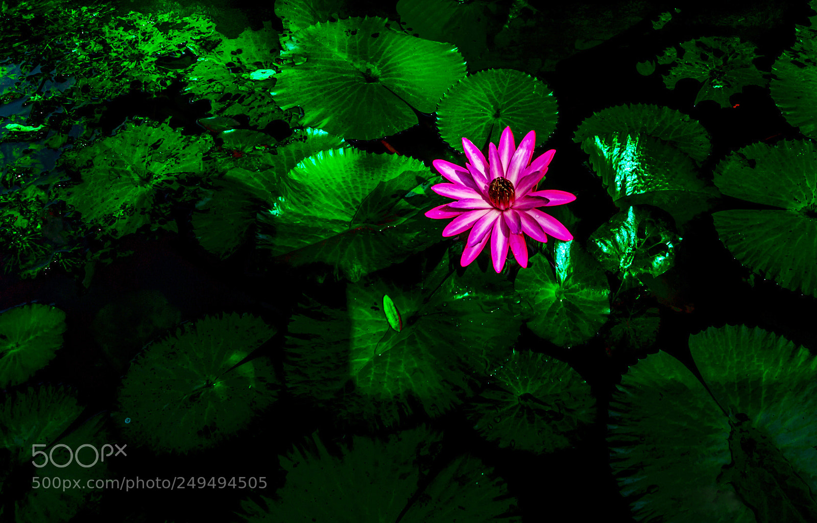 Sony SLT-A37 sample photo. Pink lily of pond photography