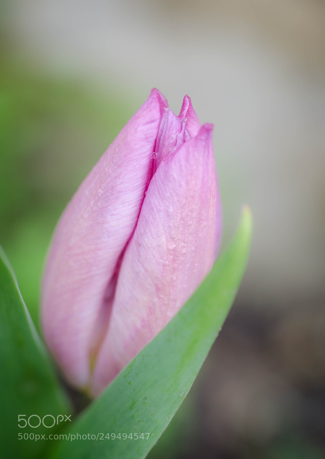Nikon D7000 sample photo. Tulip photography