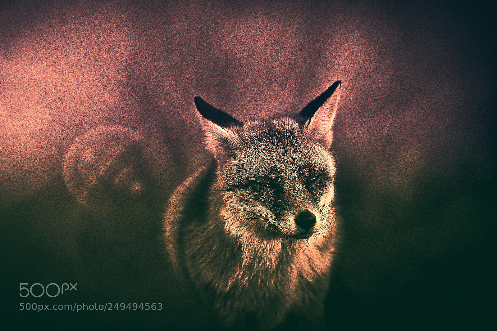 Sony a7R III sample photo. Fox (v-4-4) : purple-gold-night photography