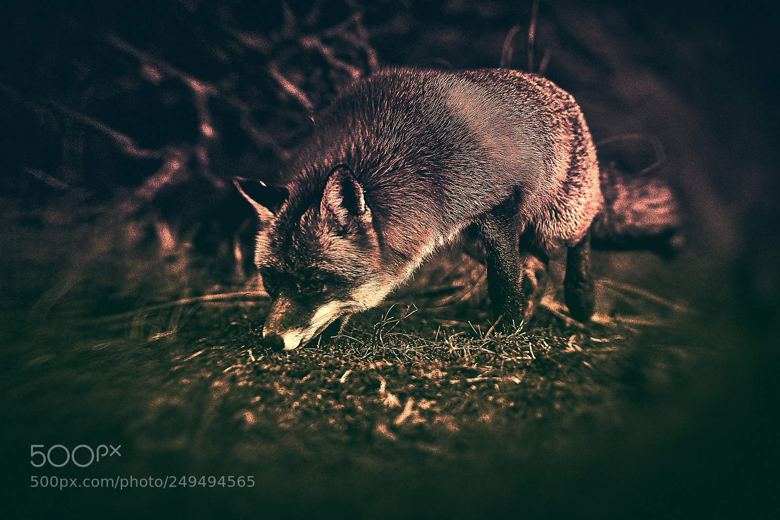 Sony a7R III sample photo. Fox (v-4-4) : purple-gold-night photography