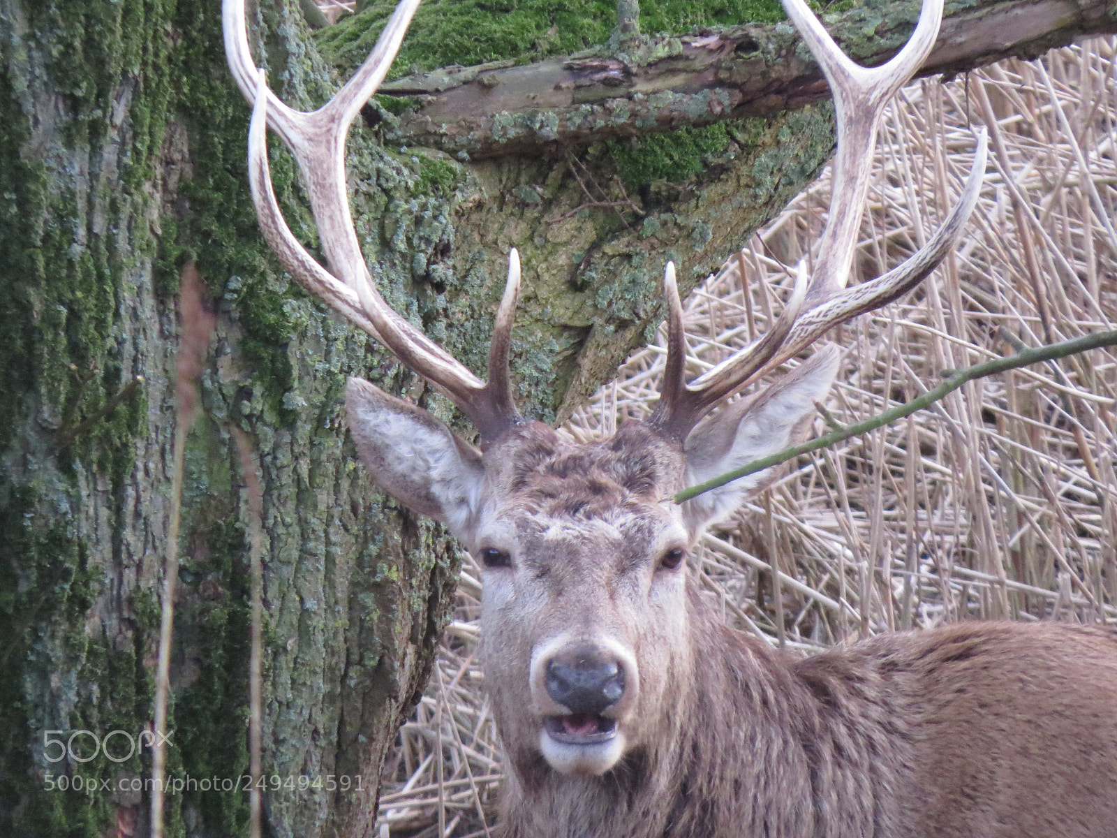 Canon PowerShot SX50 HS sample photo. Red deer photography