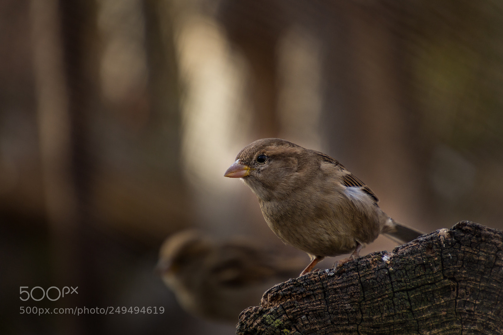 Canon EOS 700D (EOS Rebel T5i / EOS Kiss X7i) sample photo. Sparrow photography