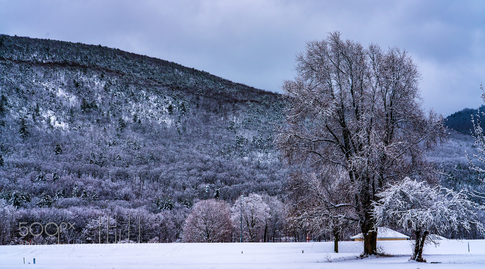 Sony a7R III sample photo. Winter wonderland in the photography