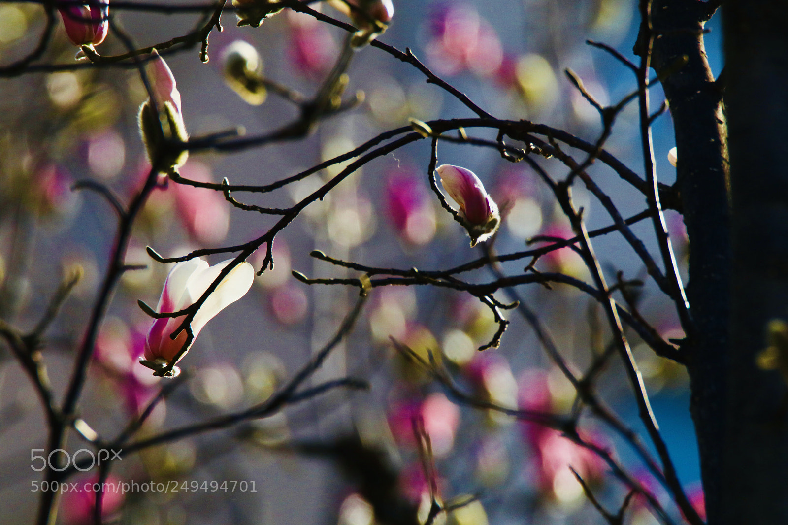 Canon EOS 80D sample photo. 春的色彩the color of spring photography