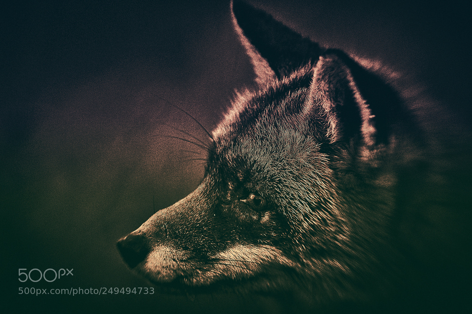 Sony a7R III sample photo. Fox (v-4-4) : purple-gold-night photography
