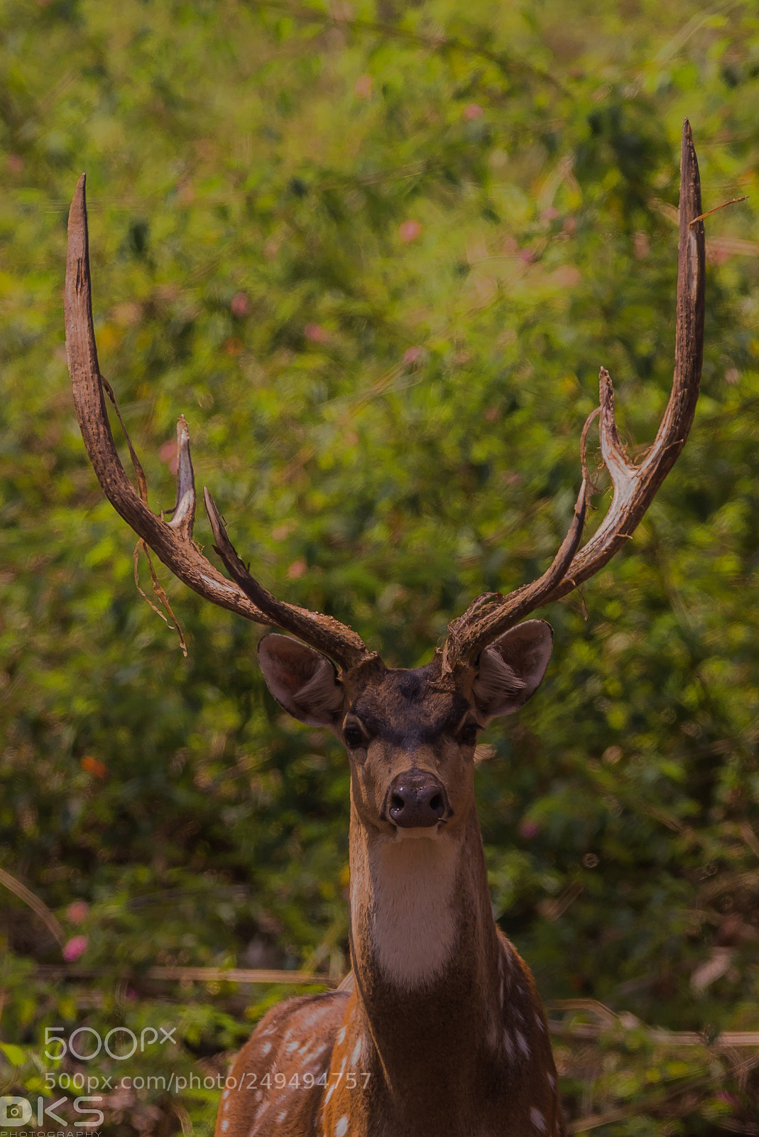 Nikon D610 sample photo. Deer photography
