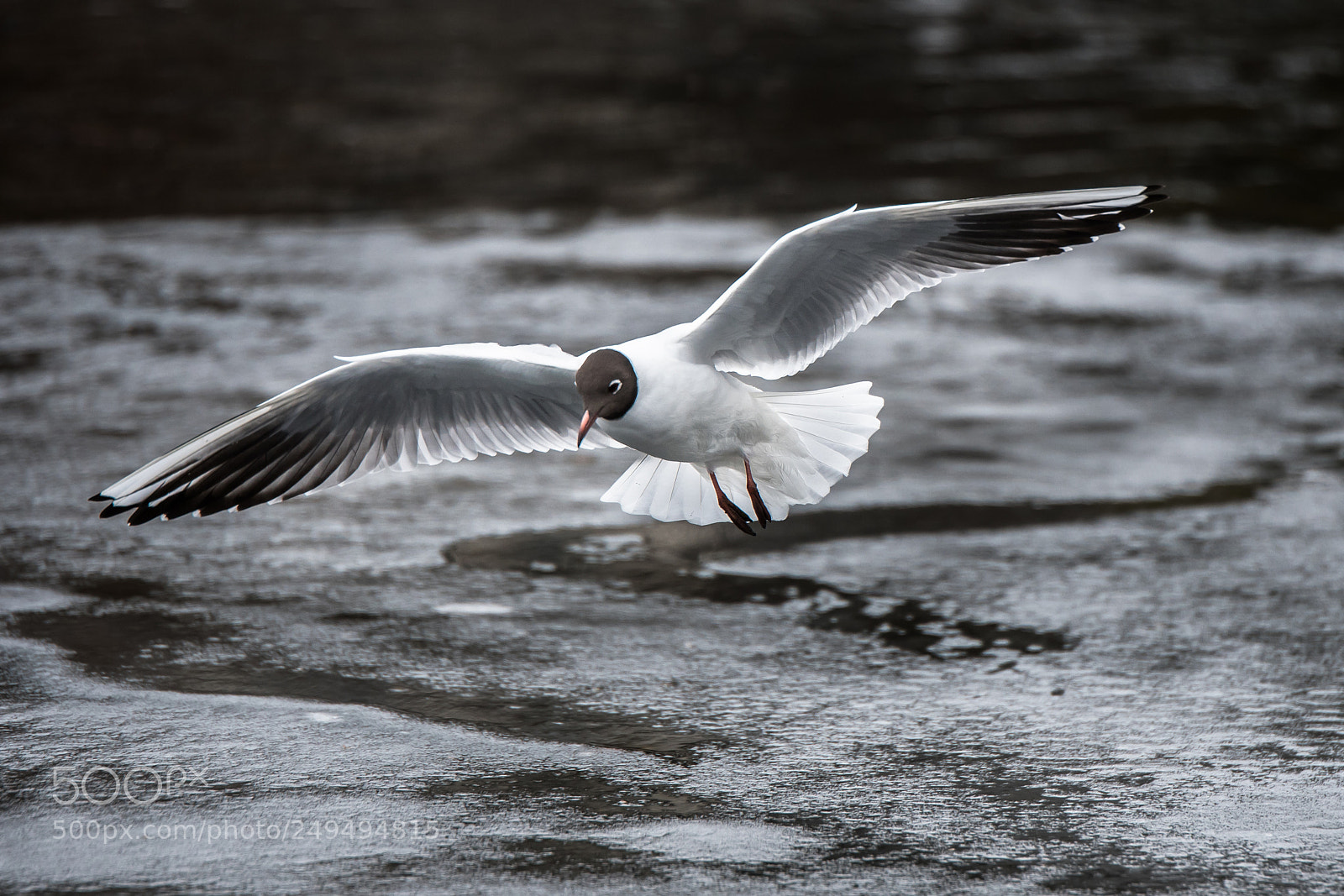 Nikon D500 sample photo. Frozen path photography