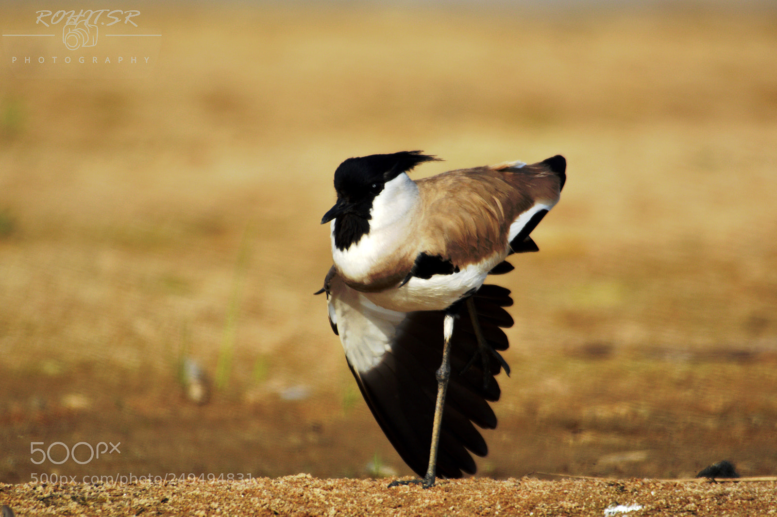 Nikon D3200 sample photo. Kungfu photography