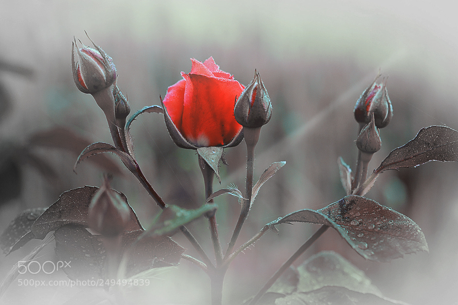 Nikon D300 sample photo. Fowers photography