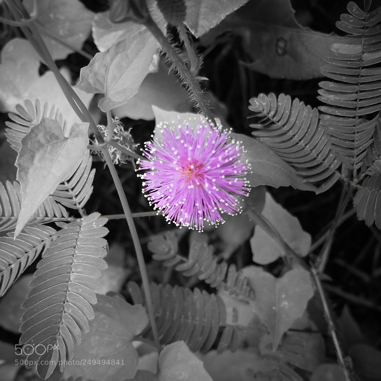 Samsung Galaxy A5 sample photo. Mimosa pudica_20170906_103344 photography