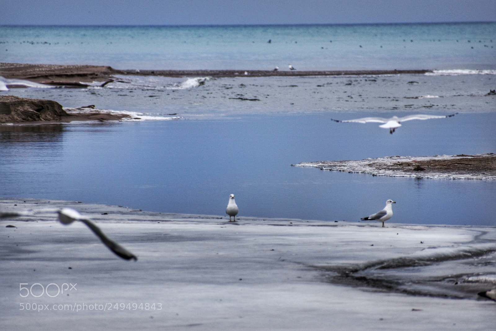 Nikon D3400 sample photo. Seagulls photography