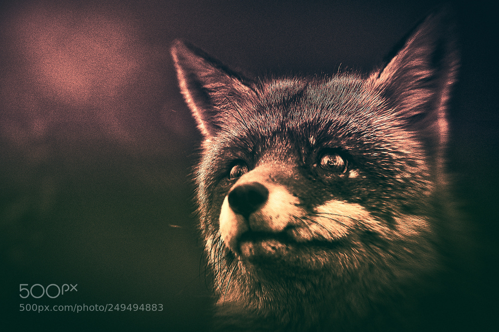 Sony a7R III sample photo. Fox (v-4-4) : purple-gold-night photography