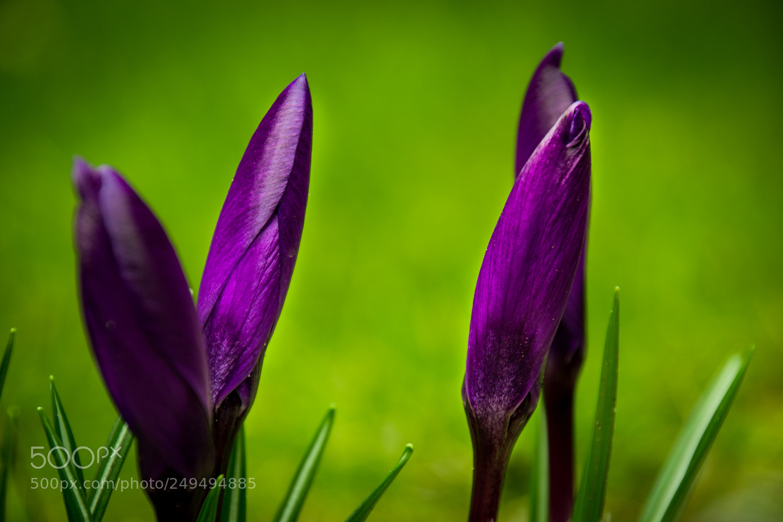 Nikon D3100 sample photo. Great colors photography