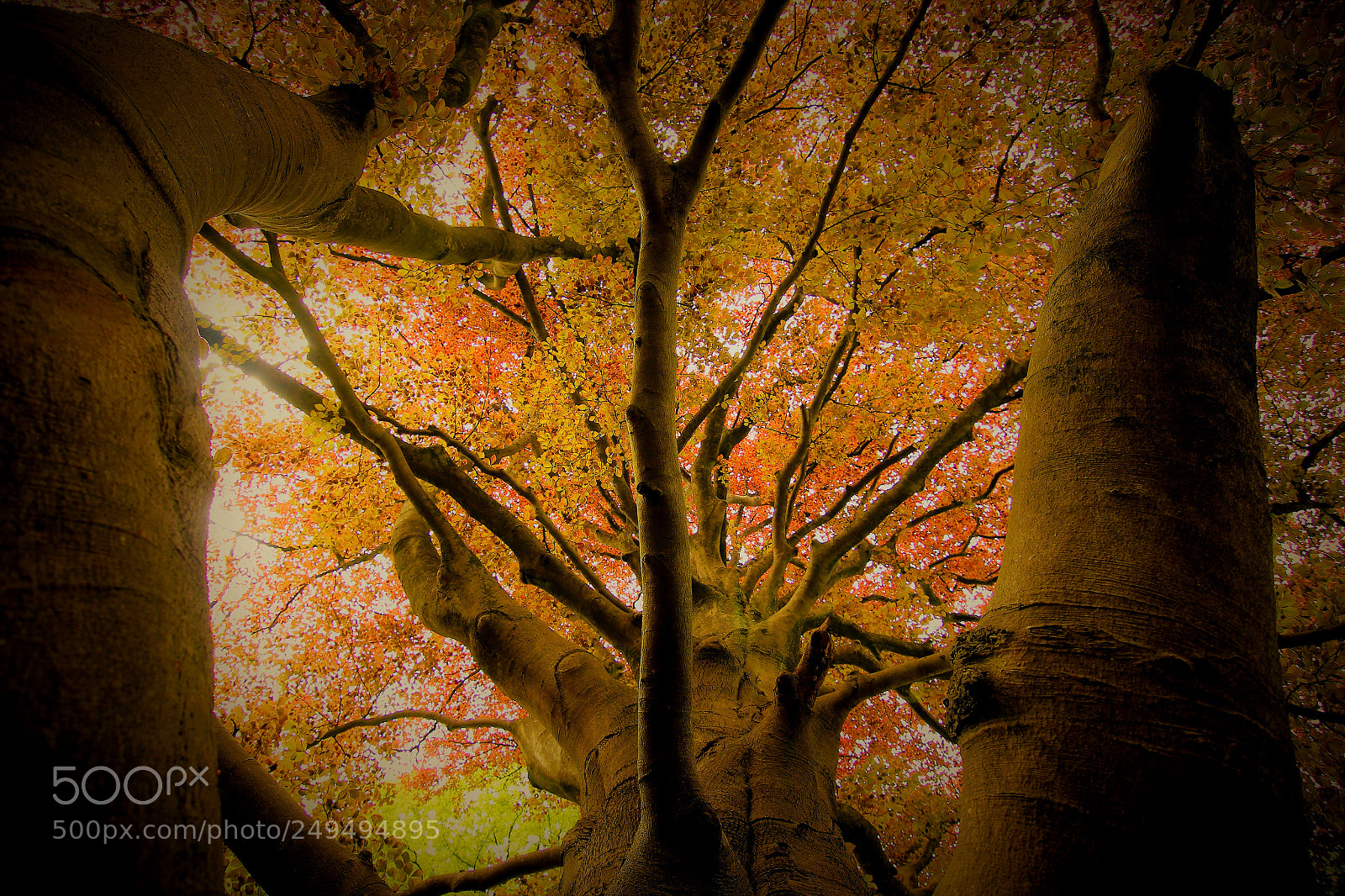 Canon EOS 600D (Rebel EOS T3i / EOS Kiss X5) sample photo. Beautiful beech in autumn photography