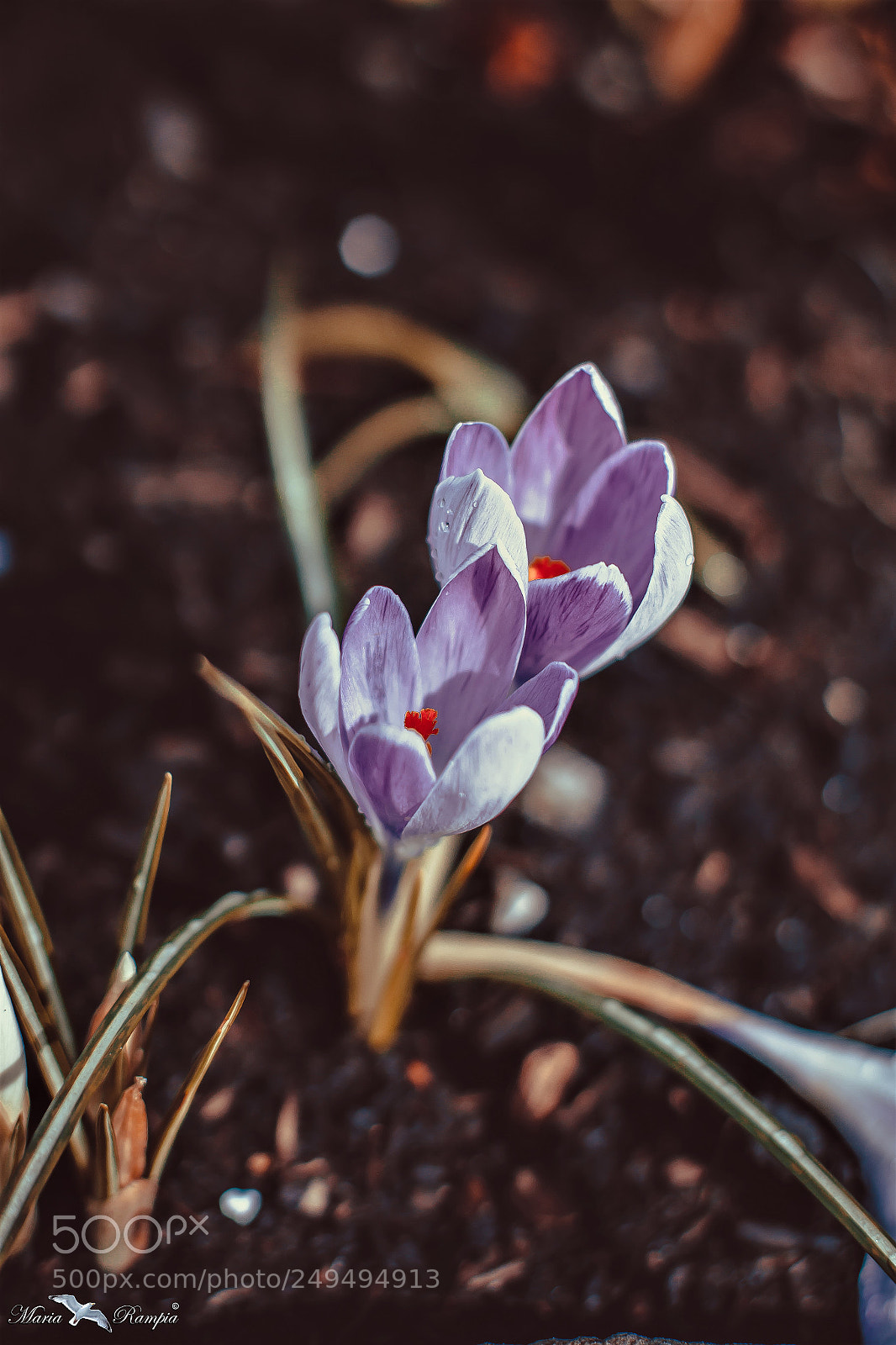 Canon EOS 70D sample photo. Crocus in violet photography