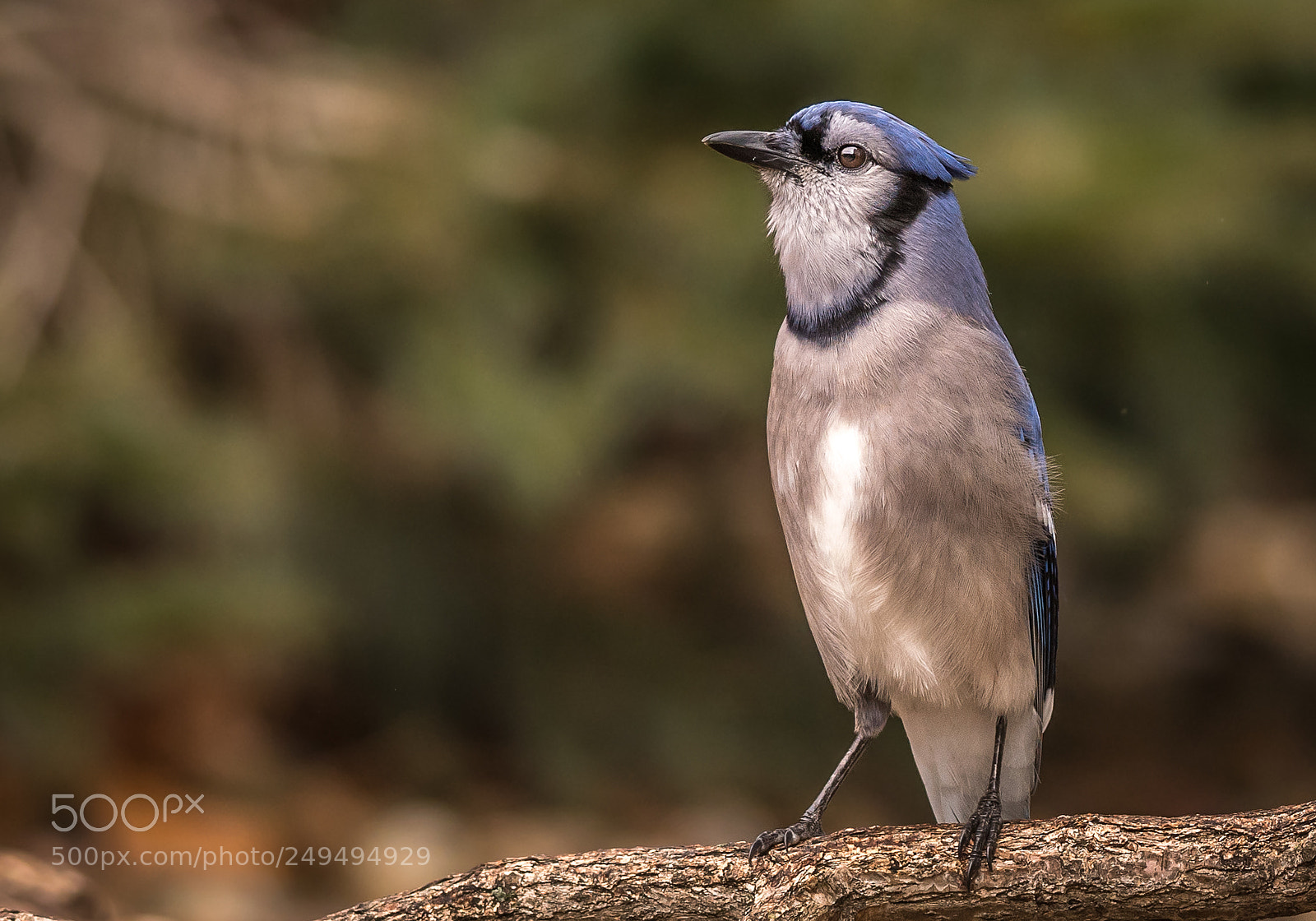 Nikon D500 sample photo. Blue jay photography