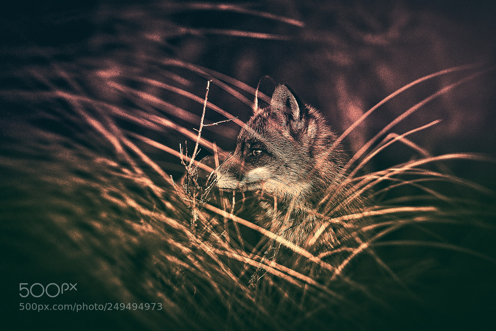 Sony a7R III sample photo. Fox (v-4-4) : purple-gold-night photography