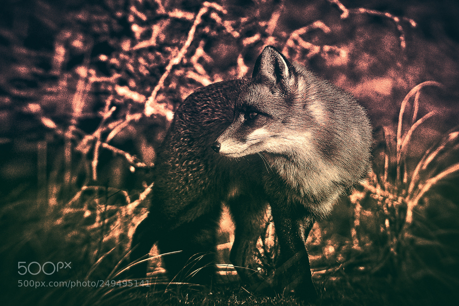 Sony a7R III sample photo. Fox (v-4-4) : purple-gold-night photography