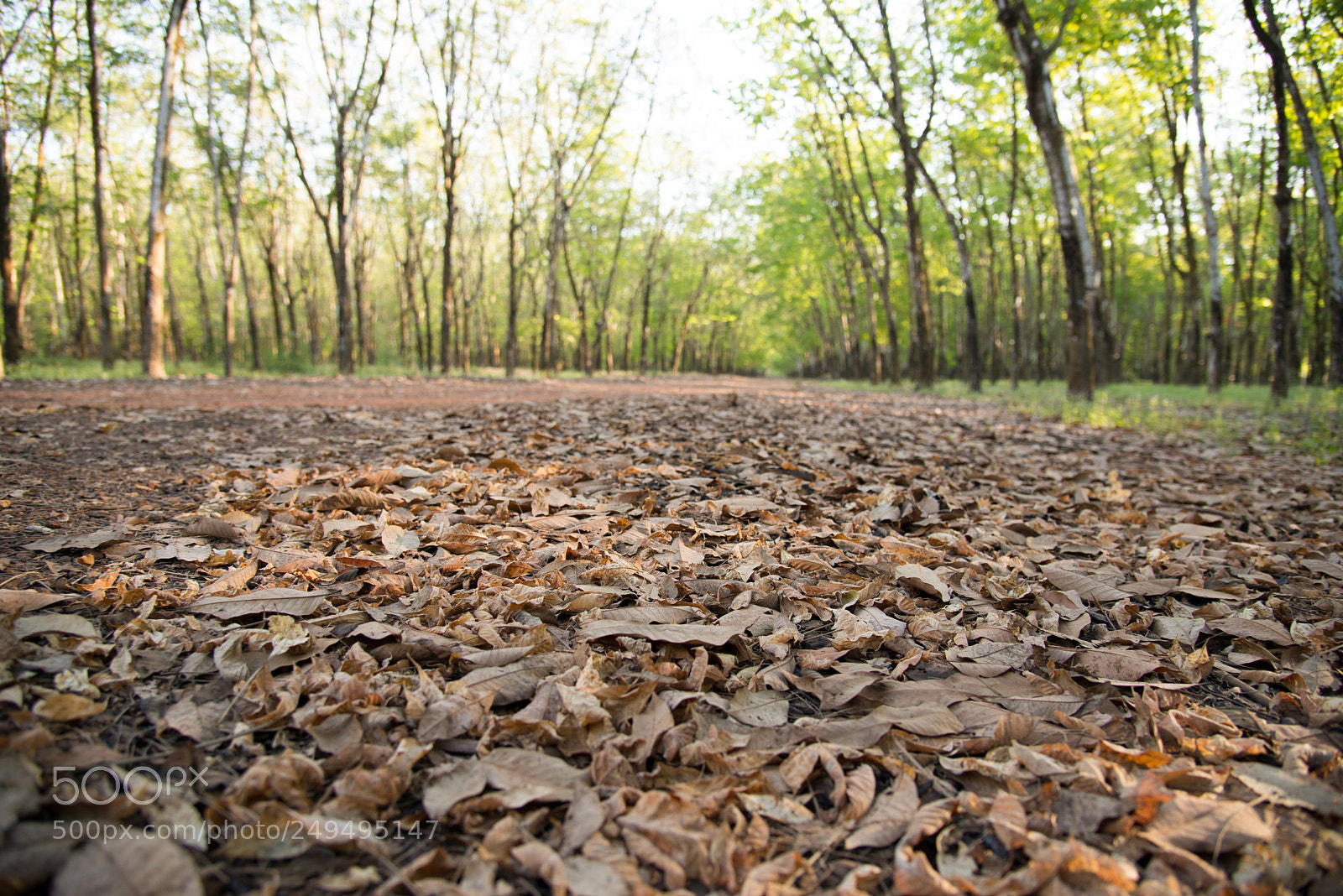 Nikon D610 sample photo. Vietnam rubber plantation 1 photography