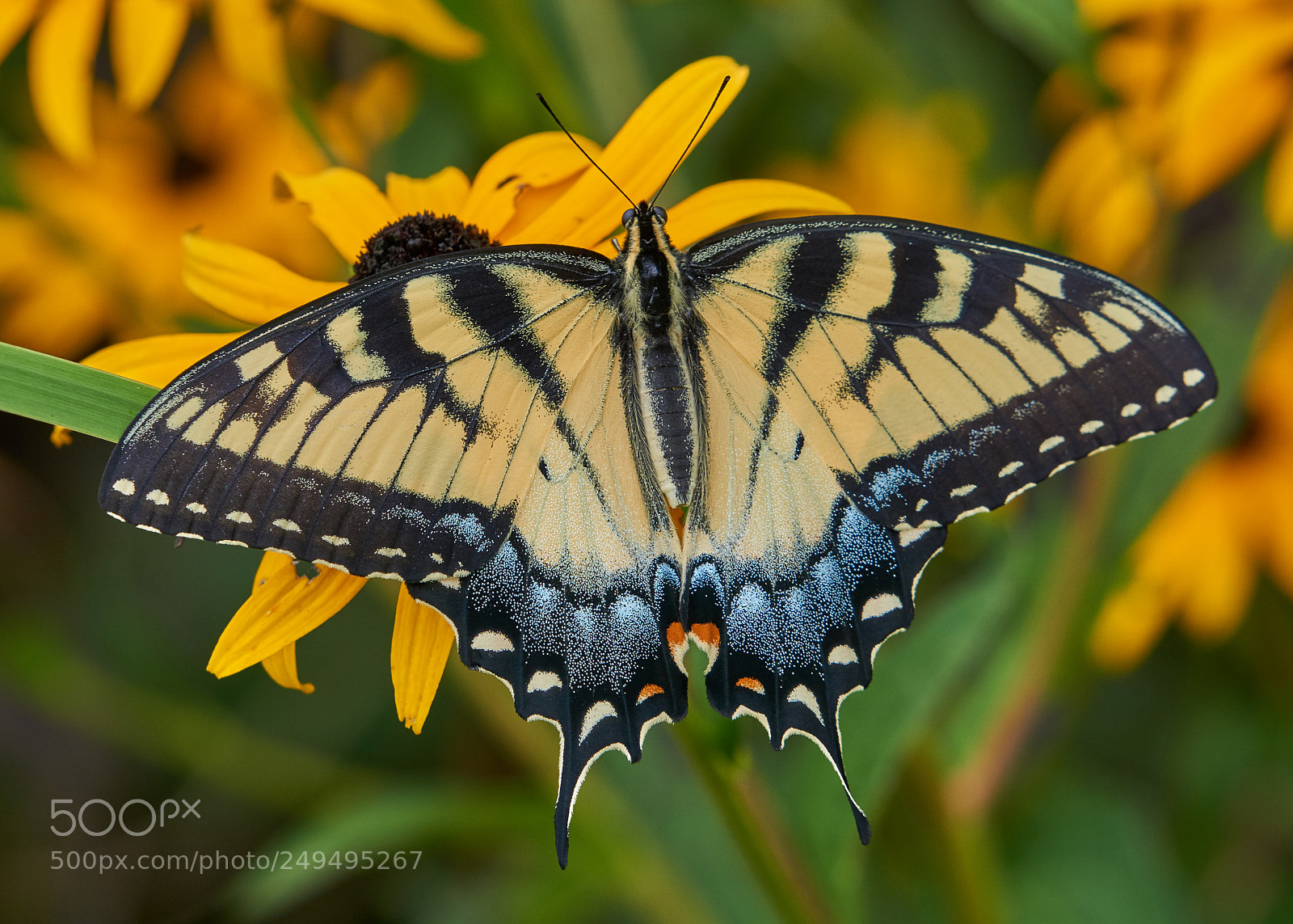 Sony a6000 sample photo. Eastern tiger swallowtail photography
