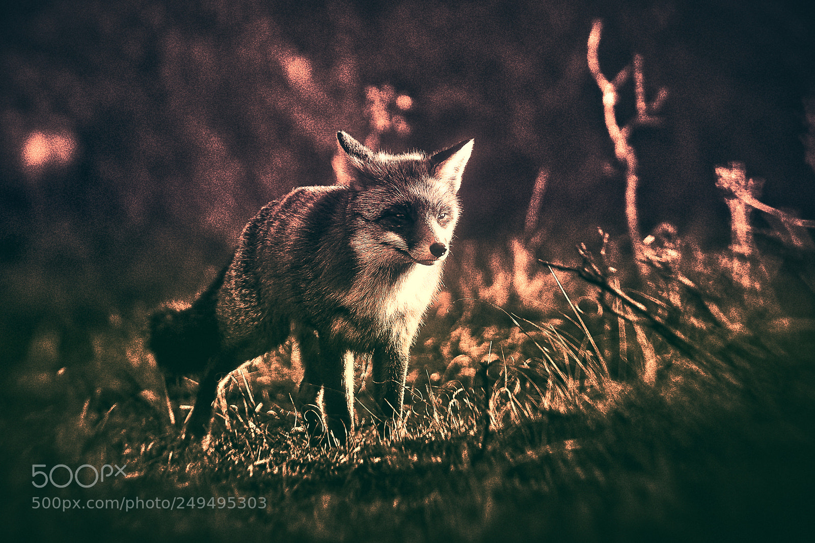 Sony a7R III sample photo. Fox (v-4-4) : purple-gold-night photography