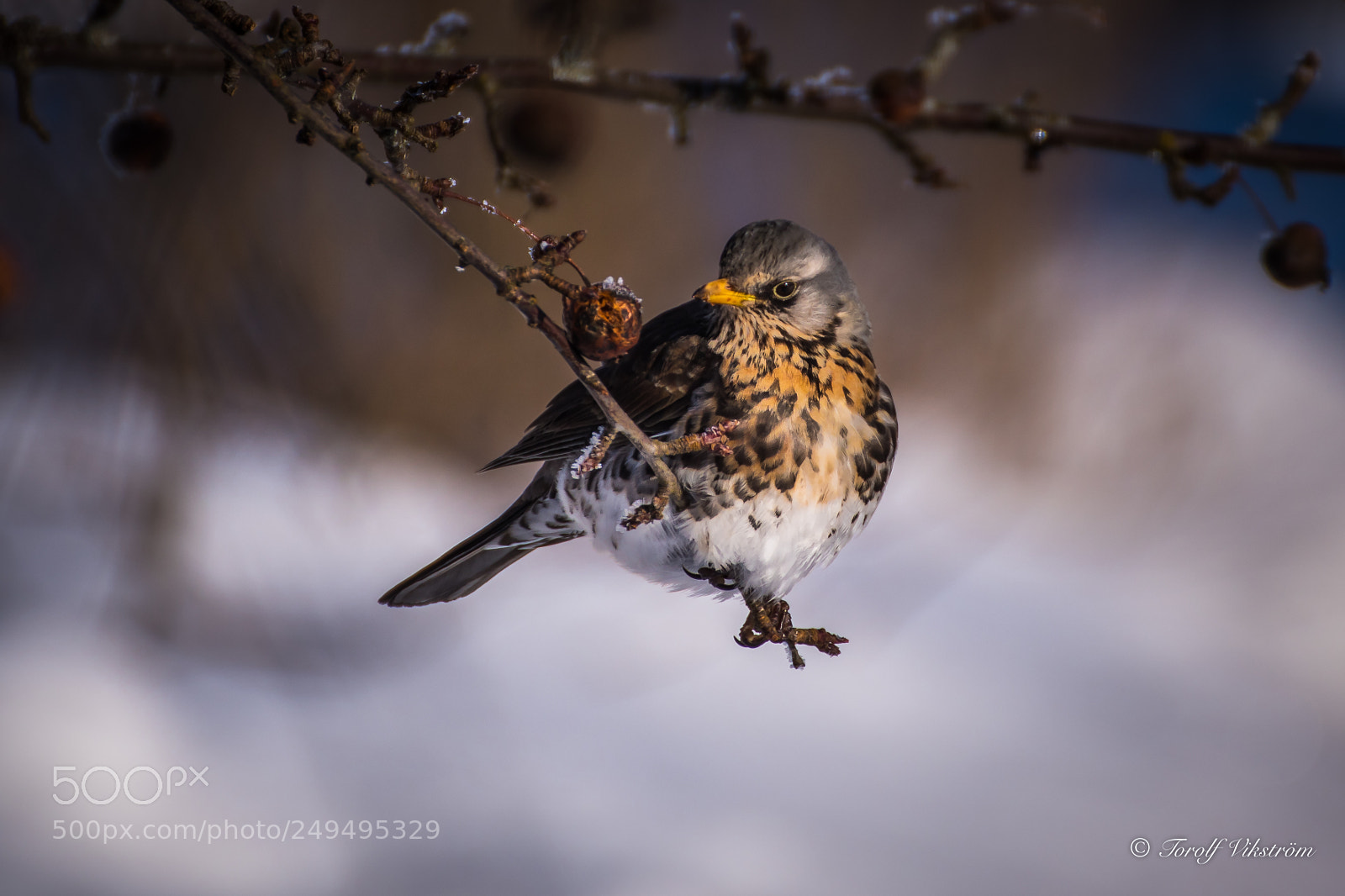 Nikon D7500 sample photo. Björktrast (turdus pilaris) photography